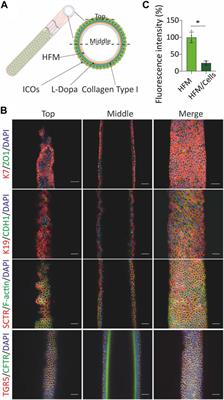 Human Cholangiocytes Form a Polarized and Functional Bile Duct on Hollow Fiber Membranes